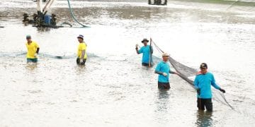 Kemen KP, Dalam Lima Tahun Pantai Selatan Jawa Ditargetkan Jadi Sentra Budidaya Udang