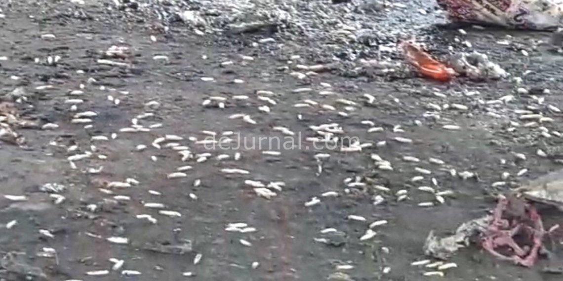 Tangkapan layar video, belatung yang berserakan di Pasar Banjaran.