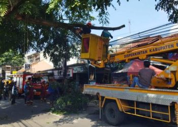 Kendaraan berat dari Disperkimtan dan Damkar mengevakuasi pohon yang tumbang di Desa Sayati, Kecamatan Margahayu. (Sopandi/dejurnal.com)