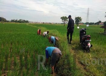 Program Ketahanan Pangan Nasional, Personil Sat Brimob Polda Jabar Dukung dan Bina Para Petani di Desa Kampung Tangguh