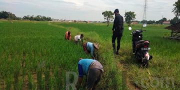 Program Ketahanan Pangan Nasional, Personil Sat Brimob Polda Jabar Dukung dan Bina Para Petani di Desa Kampung Tangguh