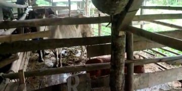 Poktan Tegallega Desa Simpenan Terima Bantuan Sapi UPPO 2020, Ini Perkembangannya