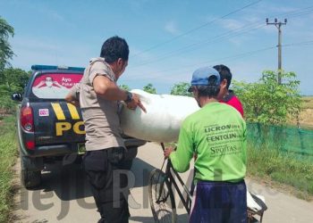 Polisi Bantu Kakek Tua Angkut Padi Ke Tempat Penggilingan Pakai Mobil Patroli
