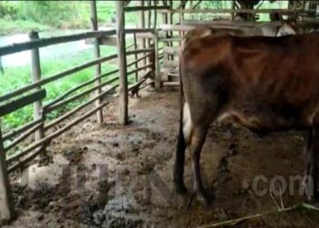 Sapi Bantuan Program UPPO Tinggal Dua Ekor, Bendaraha Poktan Tegallega Desa Loji Jelaskan Begini