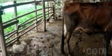 Sapi Bantuan Program UPPO Tinggal Dua Ekor, Bendaraha Poktan Tegallega Desa Loji Jelaskan Begini
