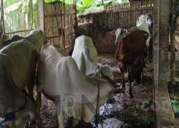 Ditohok Pernyataan Warga, Ketua Poktan Tegallega Akhirnya  Ungkap Kondisi Sapi Bantuan Program UPPO