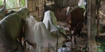 Ditohok Pernyataan Warga, Ketua Poktan Tegallega Akhirnya  Ungkap Kondisi Sapi Bantuan Program UPPO