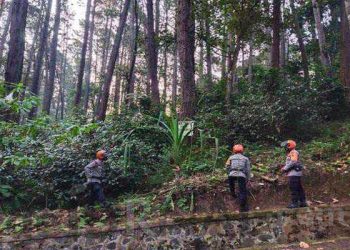 Tim Sar Sat Brimob Polda Jabar Cek Pohon Rawan Tumbang di Jalan Raya Lembang