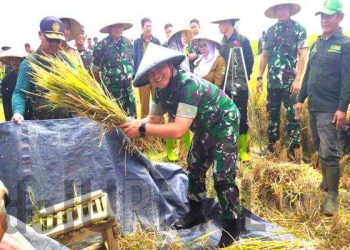 Pangdam III / Siliwangi Mayjen TNI Kunto Arief Wibowo S. IP dan jajaran meninjau Panen Raya Padi dari hasil pupuk Bios 44-DC Kelompok Tani Mekawangi, Desa Panenjoan, Kecamatan Cicalengka Kabupaten Bandung. Dandim 0624/ Kabupaten Bandung Letkol Infantri Hamzah Budi Susanto memanen padi. (Sopandi/dejurnal.com).