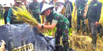 Pangdam III / Siliwangi Mayjen TNI Kunto Arief Wibowo S. IP dan jajaran meninjau Panen Raya Padi dari hasil pupuk Bios 44-DC Kelompok Tani Mekawangi, Desa Panenjoan, Kecamatan Cicalengka Kabupaten Bandung. Dandim 0624/ Kabupaten Bandung Letkol Infantri Hamzah Budi Susanto memanen padi. (Sopandi/dejurnal.com).