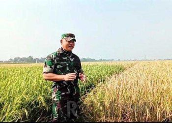 Saat Panen Raya Dandim 0624 Kabupaten Bandung Lihat Perbedaan Hasil Padi Memakai Pupuk Bios 44 DC