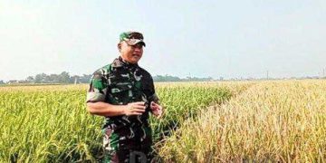 Saat Panen Raya Dandim 0624 Kabupaten Bandung Lihat Perbedaan Hasil Padi Memakai Pupuk Bios 44 DC