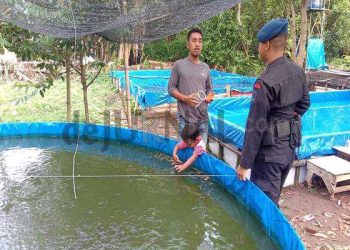 Sat Brimob Polda Jabar Sambangi Lokasi Peternakan Ikan Konsumsi di Desa Binaan Kampung Tangguh Wanasaba Kidul
