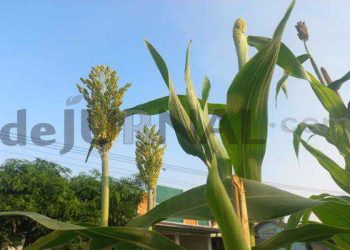 Dukung Kebijakan Presiden, Bupati Purwakarta Kembangkan Pertanian Sorgum