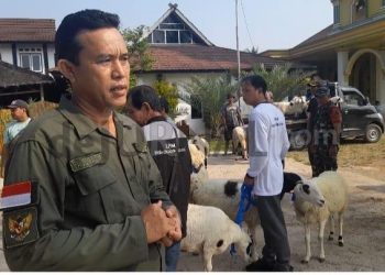 Program Ketahanan Pangan Desa Cikaobandung, Bagikan 48 Domba Garut