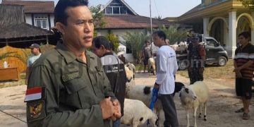 Program Ketahanan Pangan Desa Cikaobandung, Bagikan 48 Domba Garut
