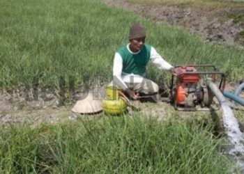 Ilustrasi petani sedang menyedot air sawah dengan mesin.