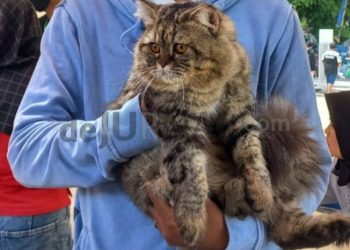 Antisipasi Kasus Rabies, Diskanak Garut Himbau Masyarakat Vaksin Anjing, Kucing dan Monyet