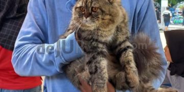 Antisipasi Kasus Rabies, Diskanak Garut Himbau Masyarakat Vaksin Anjing, Kucing dan Monyet