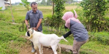 Disnakan Ciamis Lakukan Pemeriksaan Hewan Qurban Kelompok Ternak Sribodas