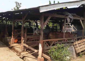 Salah Satu Poktan Penerima Bantuan Program UPPO Dilaporkan Forsal ke Kejari Lampung Utara