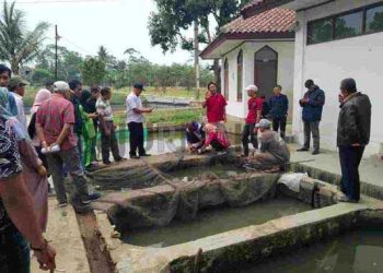 Dispakan Kabupaten Bandung Gelar Bimtek Budidaya Ikan Lele