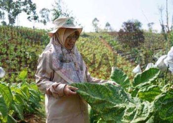 Distan Kabupaten Bandung Gelar Bedas Agro Fair 2023