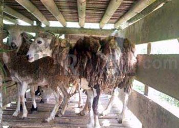 Polemik Bantuan Domba Bagi Poktan, Pekat IB Kabupaten Sukabumi : Kita Laporkan Hal Ini ke Kejaksaan