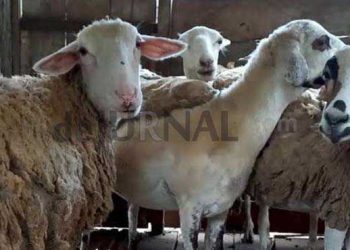 Salah Satu Poktan di Sukabumi Ini Mengeluh : Aspirasi Bantuan Ternak Rp 90 Juta Cuma Dikasih 6 Ekor Domba