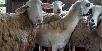Salah Satu Poktan di Sukabumi Ini Mengeluh : Aspirasi Bantuan Ternak Rp 90 Juta Cuma Dikasih 6 Ekor Domba
