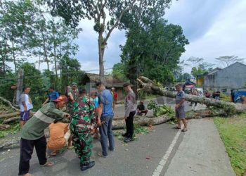 Pohon Besar di Ciamis Tumbang Diterjang Angin