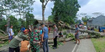 Pohon Besar di Ciamis Tumbang Diterjang Angin