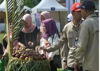 Produksi Ribuan Hektar Lahan Perkebunan Manggis Purwakarta Disertifikasi
