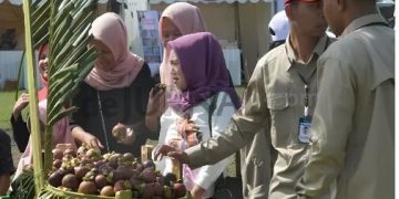 Produksi Ribuan Hektar Lahan Perkebunan Manggis Purwakarta Disertifikasi