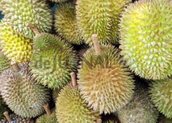 Buah Manggis Sukses Tembus Pasar Internasional, Purwakarta Kembangkan Durian Jadi Komoditas Andalan Baru