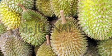 Buah Manggis Sukses Tembus Pasar Internasional, Purwakarta Kembangkan Durian Jadi Komoditas Andalan Baru