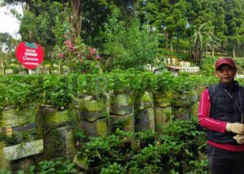 Di Lahan Milik Orang Lain, 10 Tahun Dede Bertani Stroberi Petik Sendiri di Ciwidey