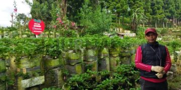 Di Lahan Milik Orang Lain, 10 Tahun Dede Bertani Stroberi Petik Sendiri di Ciwidey