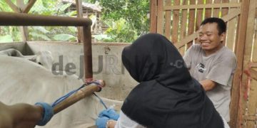 Vaksinasi Massal di Purwakarta:  Antisipasi Penyebaran Penyakit  pada Hewan Ternak