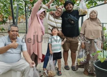 Foto : Tepat di momen tahun baru mulai tanggal 01 Januari 2025 merupakan masa panen buah anggur Tepatnya di Green house Anggocip Tirta Sumber jaya Cipangalun, Jalatrang, Cipaku Ciamis.