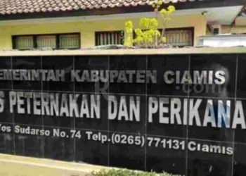 Daging Sapi Pengidap Penyakit Mulut dan Kuku Aman Dikonsumsi ini penjelasan Disnakan Ciamis.