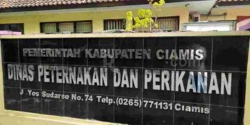 Daging Sapi Pengidap Penyakit Mulut dan Kuku Aman Dikonsumsi ini penjelasan Disnakan Ciamis.