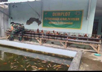 Koramil 2408 Ciparay Lakukan Peningkatan Ketahanan Pangan Melalui Budidaya Ayam Petelur