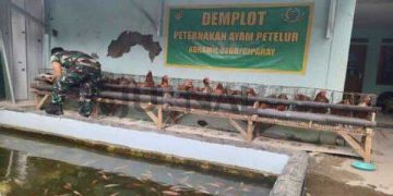 Koramil 2408 Ciparay Lakukan Peningkatan Ketahanan Pangan Melalui Budidaya Ayam Petelur