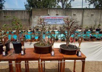 Kontes Ayam Pelung dan Bonsai Pakutandang Piala CuP I Diikuti Ratusan Peserta