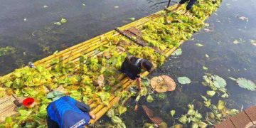 Satpol PP, Disdamkar dan Disparbud Bersihkan Eceng Gondok di Situ Bagendit