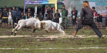 Kuatkan Kemanunggalan TNI dan Rakyat Serta Lestarikan Kearifan Lokal, Korem 062/TN Gelar Seni Ketangkasan Domba Garut