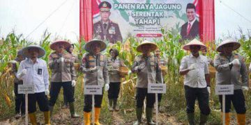 Wakapolda Jabar Panen Raya Jagung, Dukung Swasembada Pangan 2025