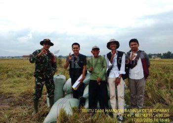 Sertu Dani Hamdani Babinsa Desa Ciparay Anggota Koramil 2408 Ciparay Bantu Petani Panen Jual Gabah Ke Bulog