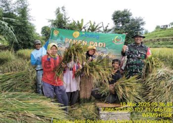 Sertu Dani Hamdani Babinsa Desa Ciparay Anggota Koramil 2408 Ciparay Bantu Petani Panen Jual Gabah Ke Bulog